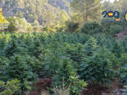 Set detinguts en el desmantellament de plantacions il·legals de marihuana a Calafell, Cunit i Roda de Berà