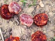 Creix la preocupació per atacs intencionats a animals al Vendrell
