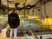 Dos detinguts i més de 1.600 plantes de marihuana intervingudes en una nau industrial al Pla del Penedès