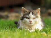 La Diputació de Tarragona obre sol·licituds per a ajuts a la protecció d’animals domèstics